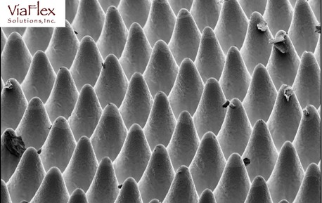 LAMS Photomicrograph Via